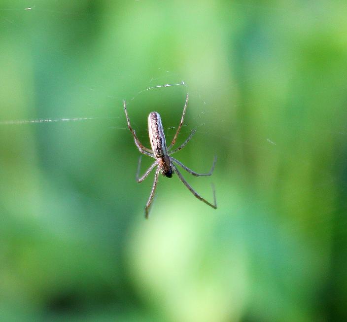 Tetragnatha sp.